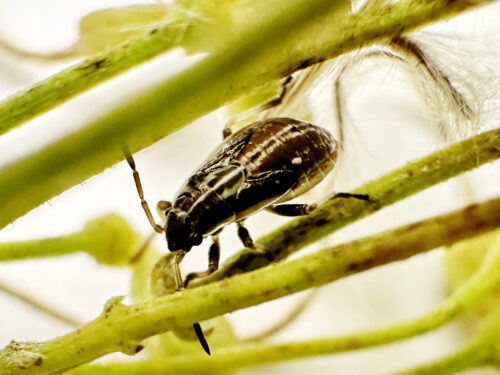 アカヘリナガカメムシ幼虫