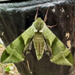 ウンモンスズメ