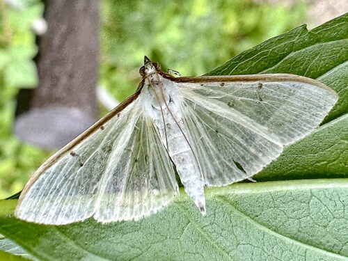 翅には鱗粉が少なく半透明に透けて見えます。前翅の前縁に赤褐色の筋が入っています。頭部、胸部、腹部、脚も白色。触角は白い糸状。