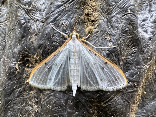 マエアカスカシノメイガ