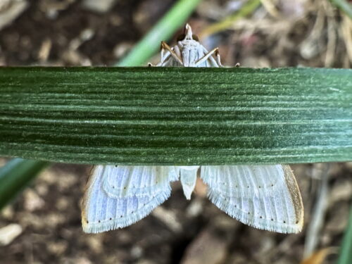 マエアカスカシノメイガ