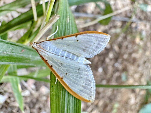マエアカスカシノメイガ