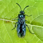 ルリチュウレンジ♀