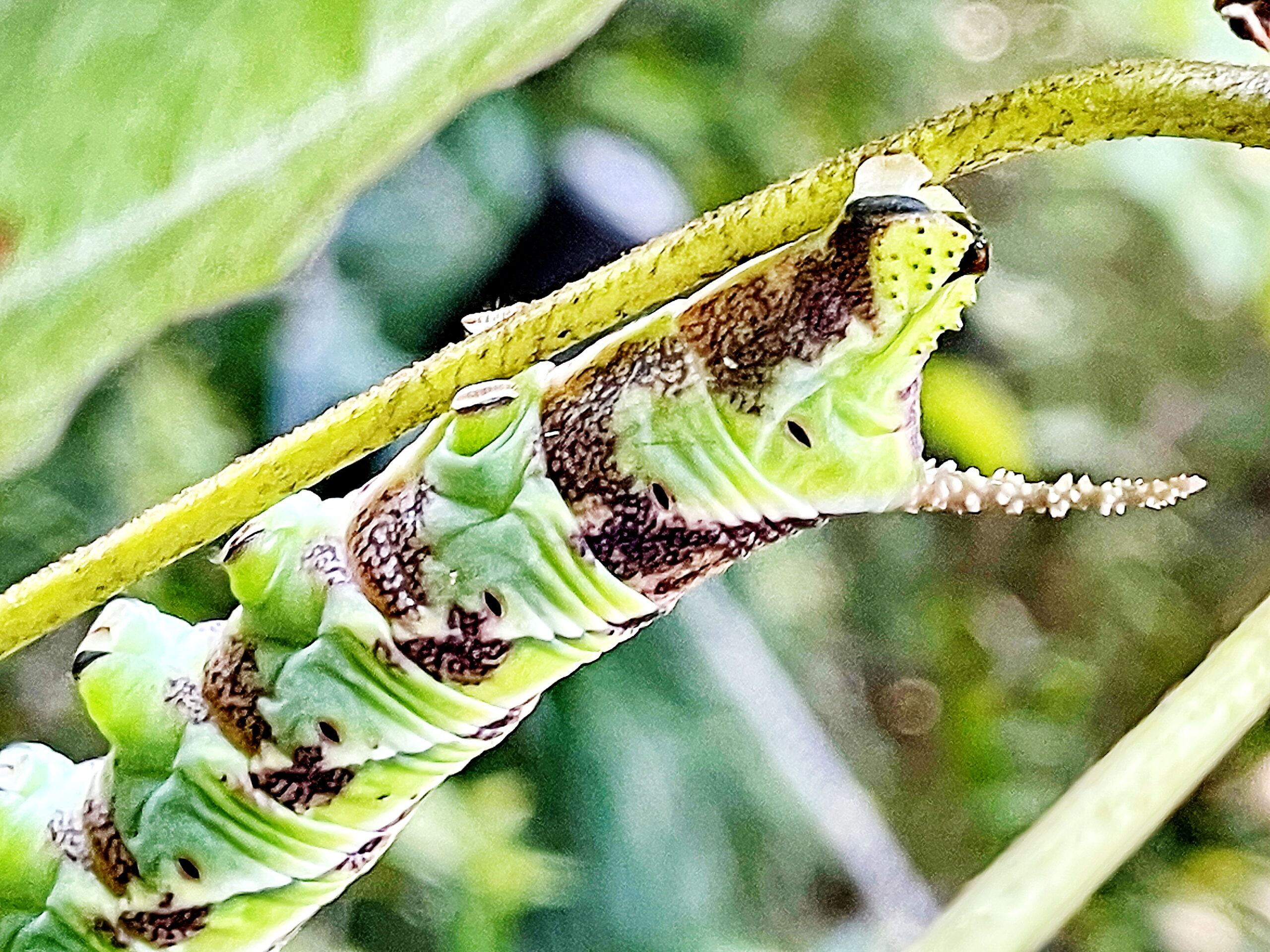 スズメガ科 シモフリスズメ 霜降雀蛾 の幼虫 奥行き１ｍの果樹園