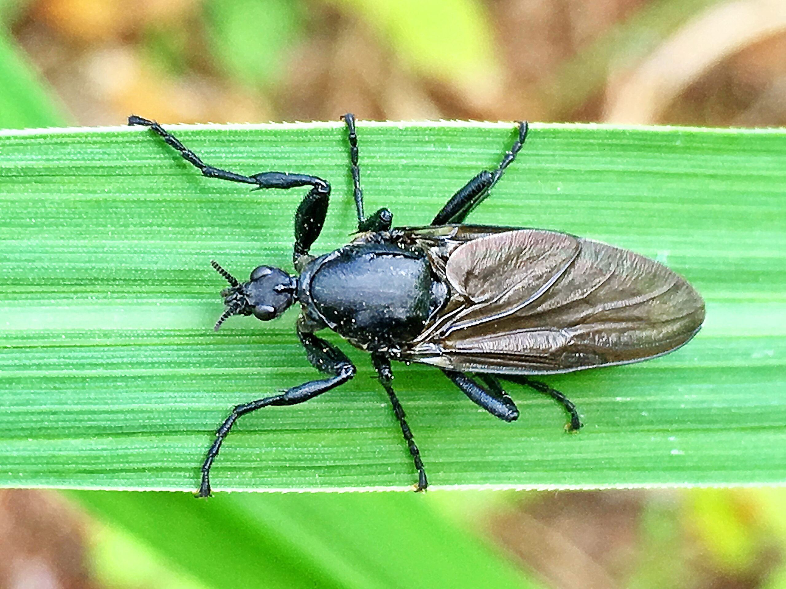 ハグロケバエ ハエ目 ケバエ科 完全変態