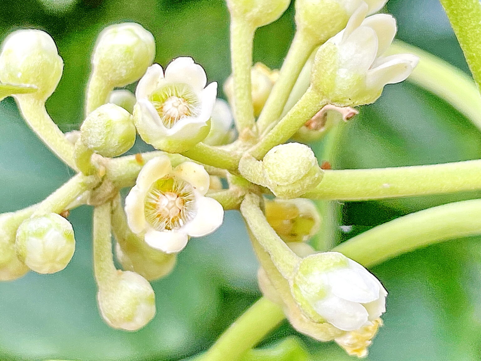 キジョラン.鬼女蘭.キョウチクトウ科.キジョラン属.常緑つる性植物.有毒.散形花序.袋果.種髪.アサギマダラ.タテハチョウ科.マダラチョウ亜科