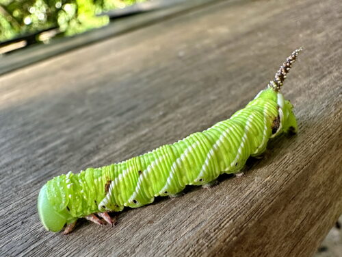シモフリスズメの幼虫