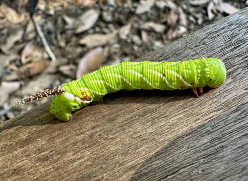 シモフリスズメの幼虫