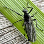 ハグロケバエ♂