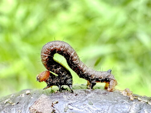 ハスオビエダシャク幼虫黒色型