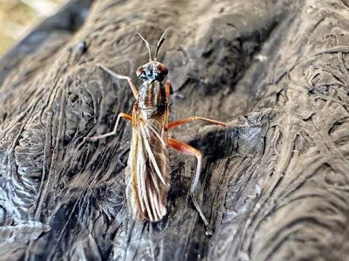 ヒゲナガヤチバエ