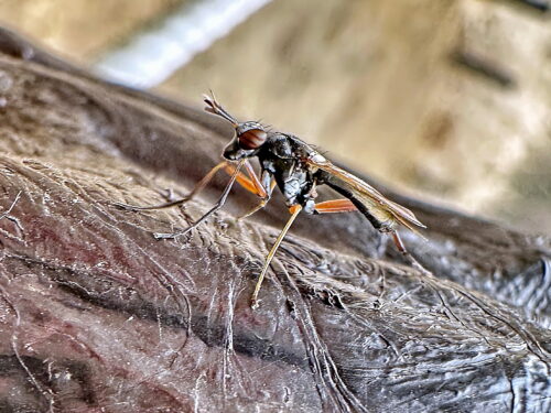 ヒゲナガヤチバエ