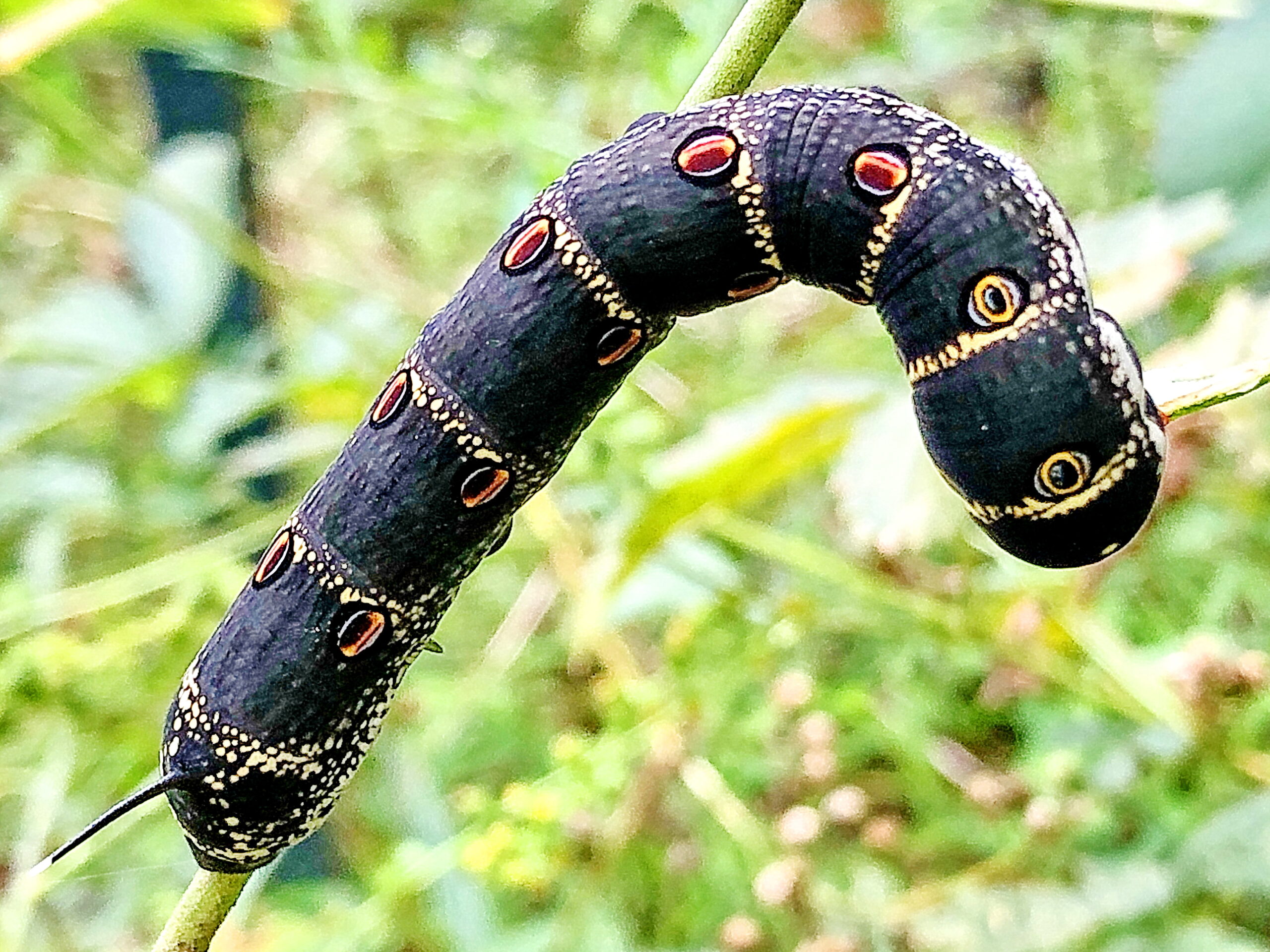 セスジスズメ チョウ目 スズメガ科 ホウジャク亜科 完全変態