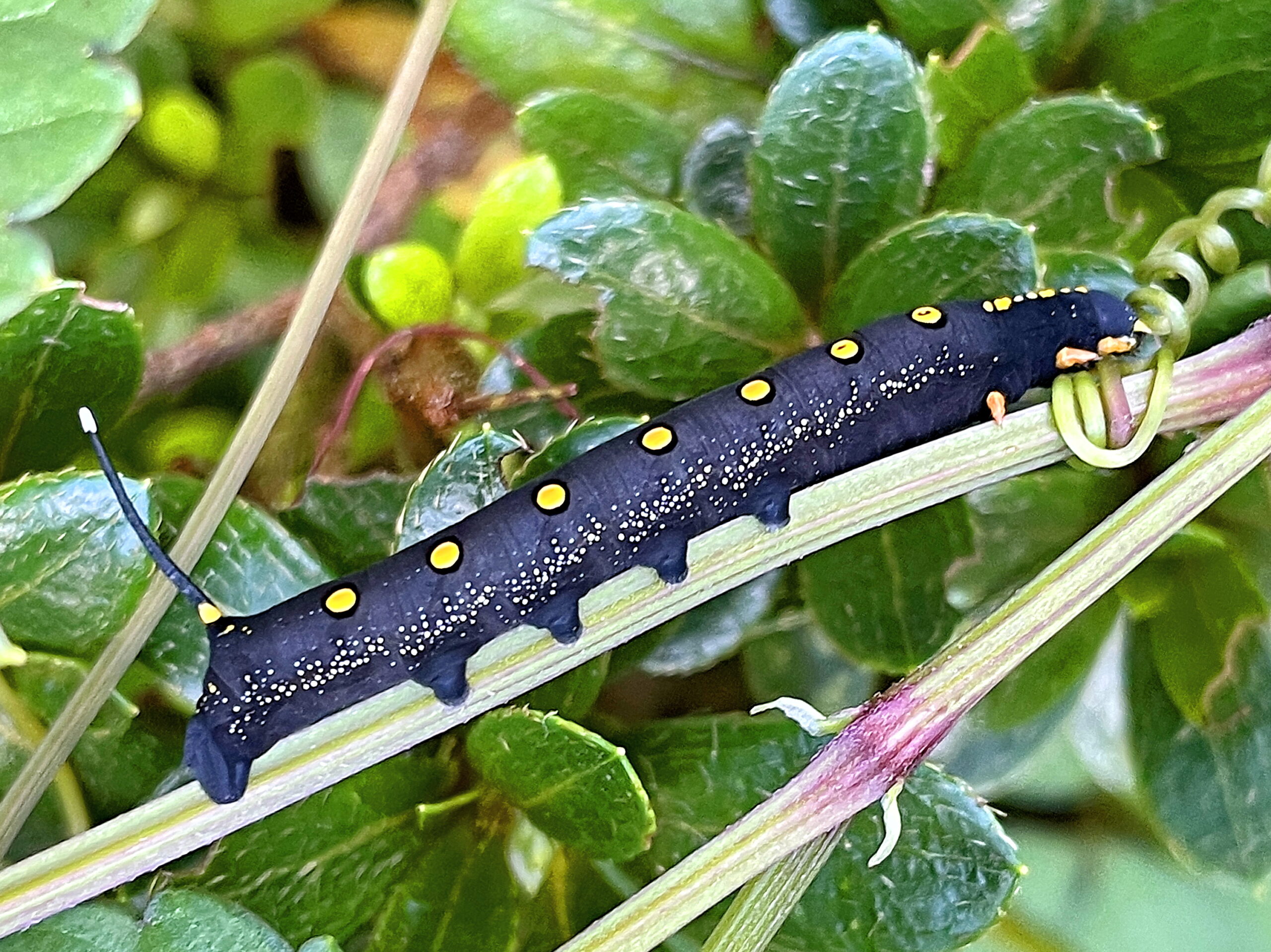 セスジスズメ チョウ目 スズメガ科 ホウジャク亜科 完全変態