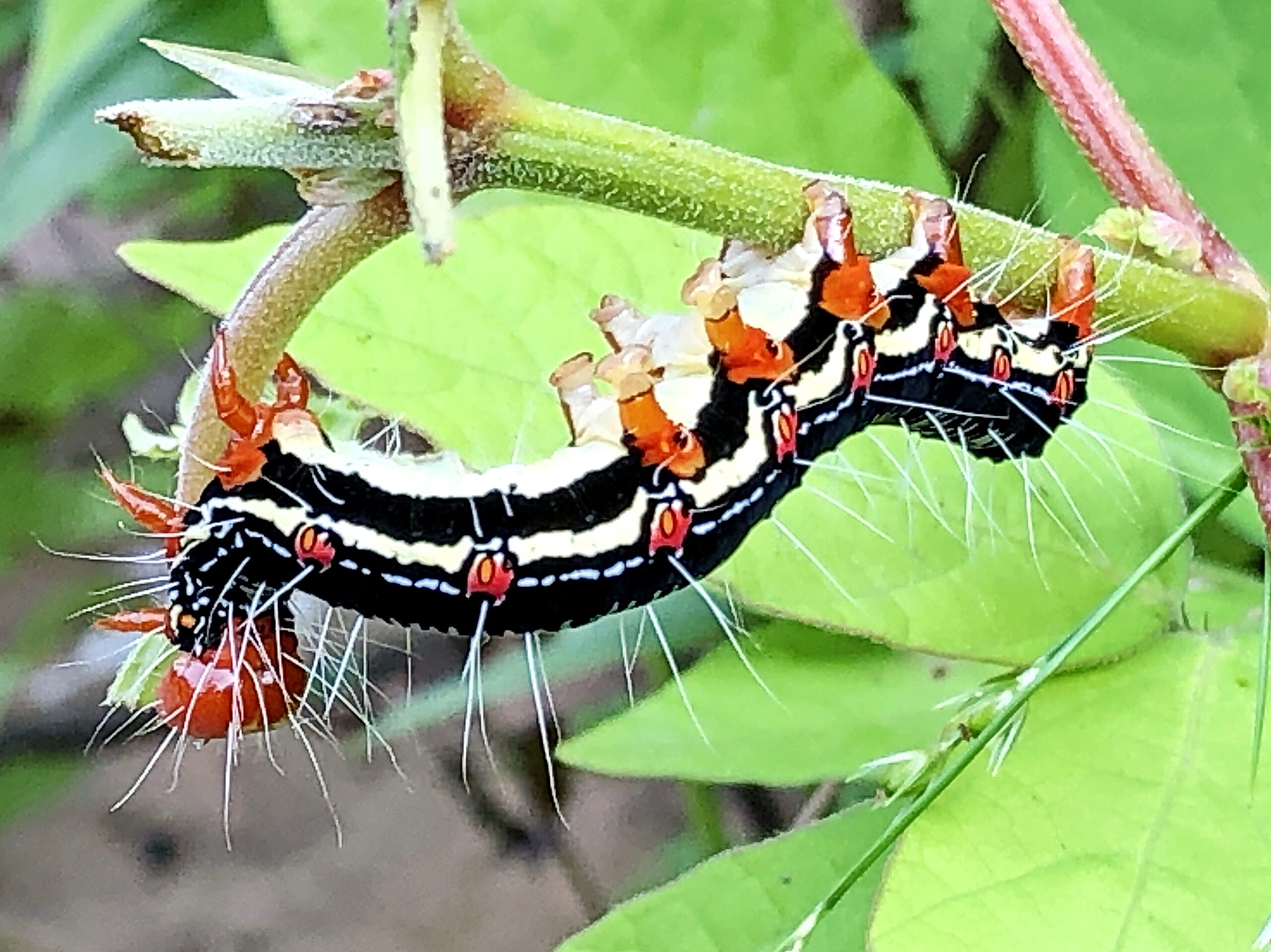 フクラスズメ 福良雀 チョウ目 ヤガ科 完全変態