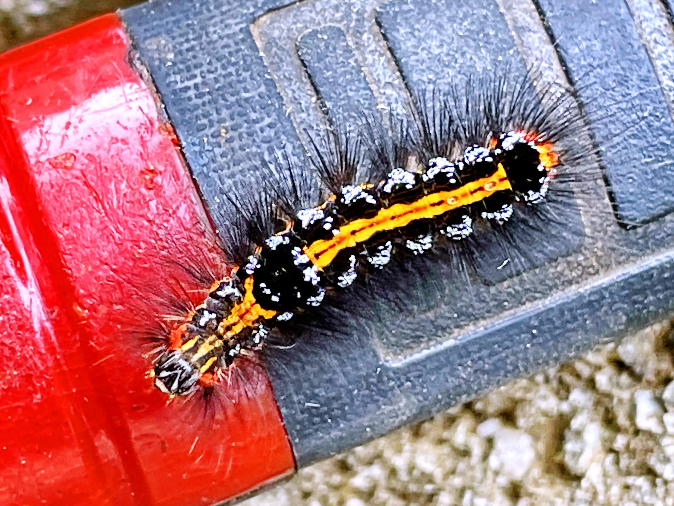 ドクガ科 モンシロドクガ 紋白毒蛾 奥行き１ｍの果樹園