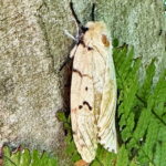 マイマイガ♀