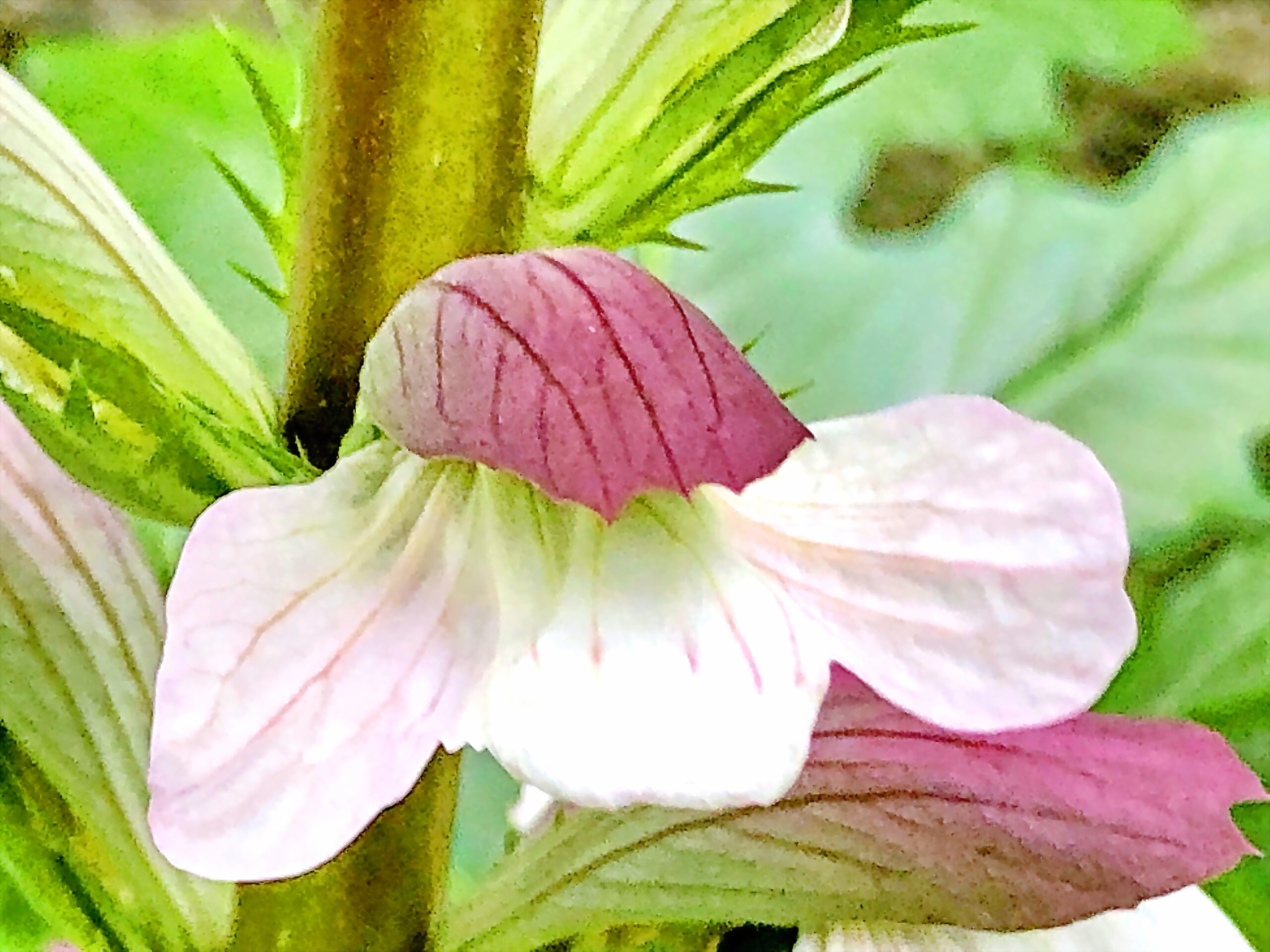 楽天 アカンサス 種 切花向き多年草 モリス 1袋 10粒 アカンサスの花 アカンサスの種 ハアザミ 葉薊 花たね 花の種 種子 タネ 国華園