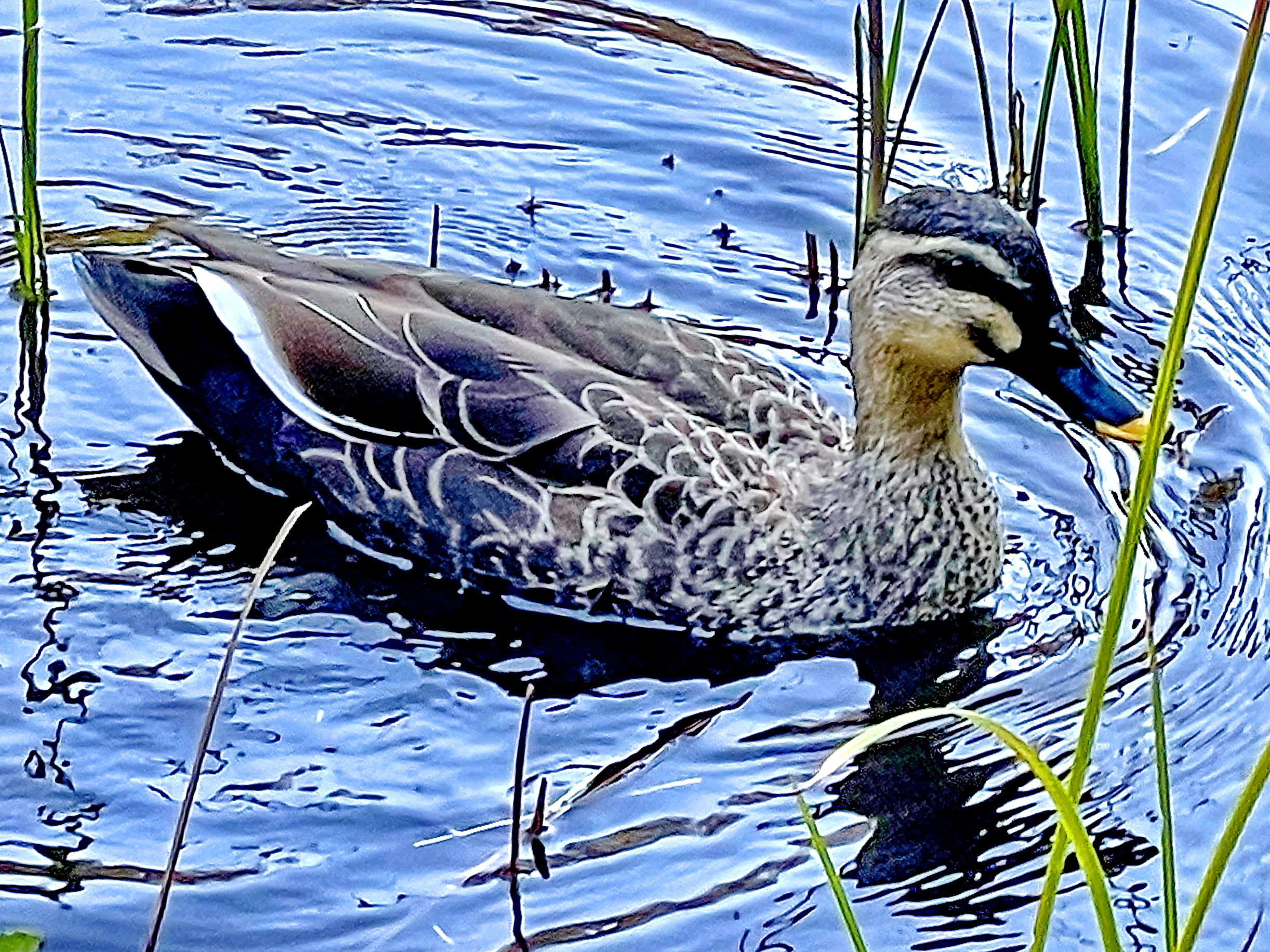 カルガモ カモ目 カモ科 マガモ属留鳥