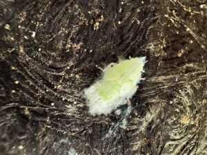 アオバハゴロモの幼虫