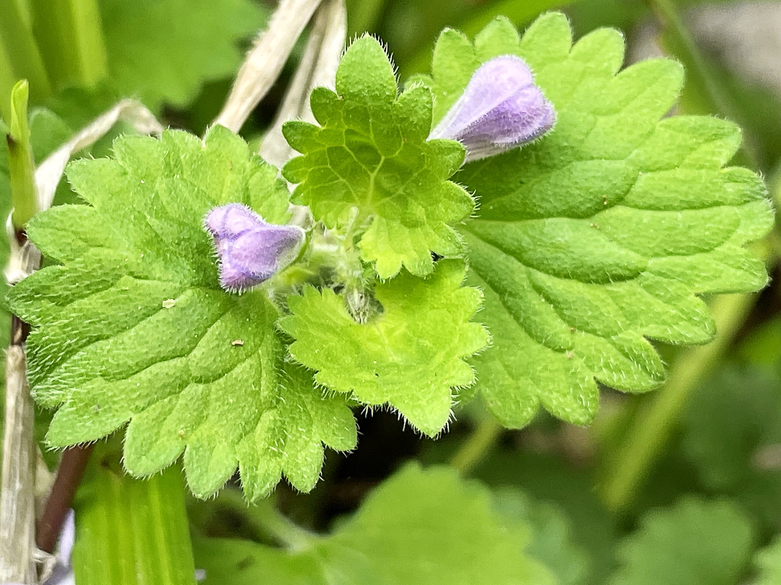 シソ科 カキドオシ グレコマ 奥行き1mの果樹園 シソ科 カキドオシ グレコマ 奥行き1mの果樹園