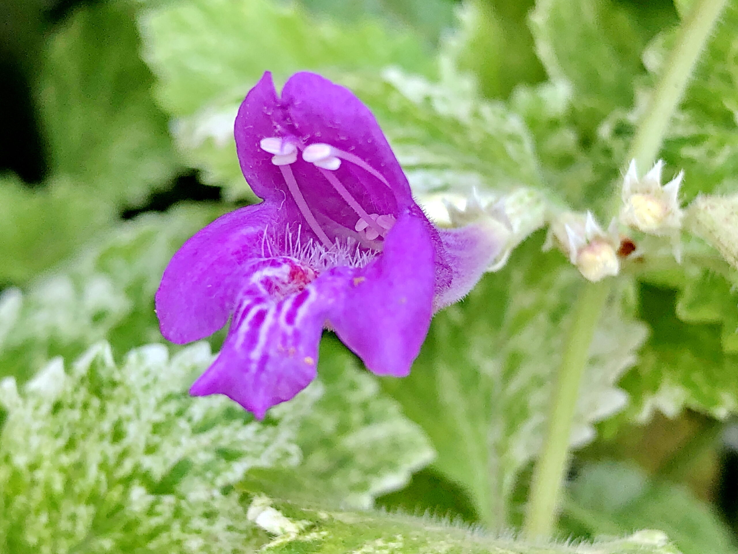 クリノポディウム グランディフロラム バリエガータ クリノポディウム ネペタ シソ科 クルマバナ属 多年草