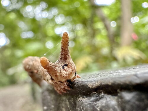 トビモンオオエダシャクの終齢幼虫