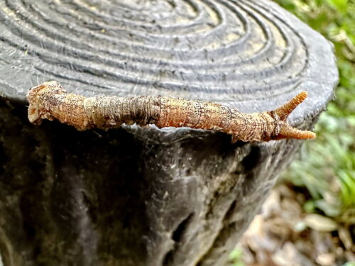 トビモンオオエダシャク