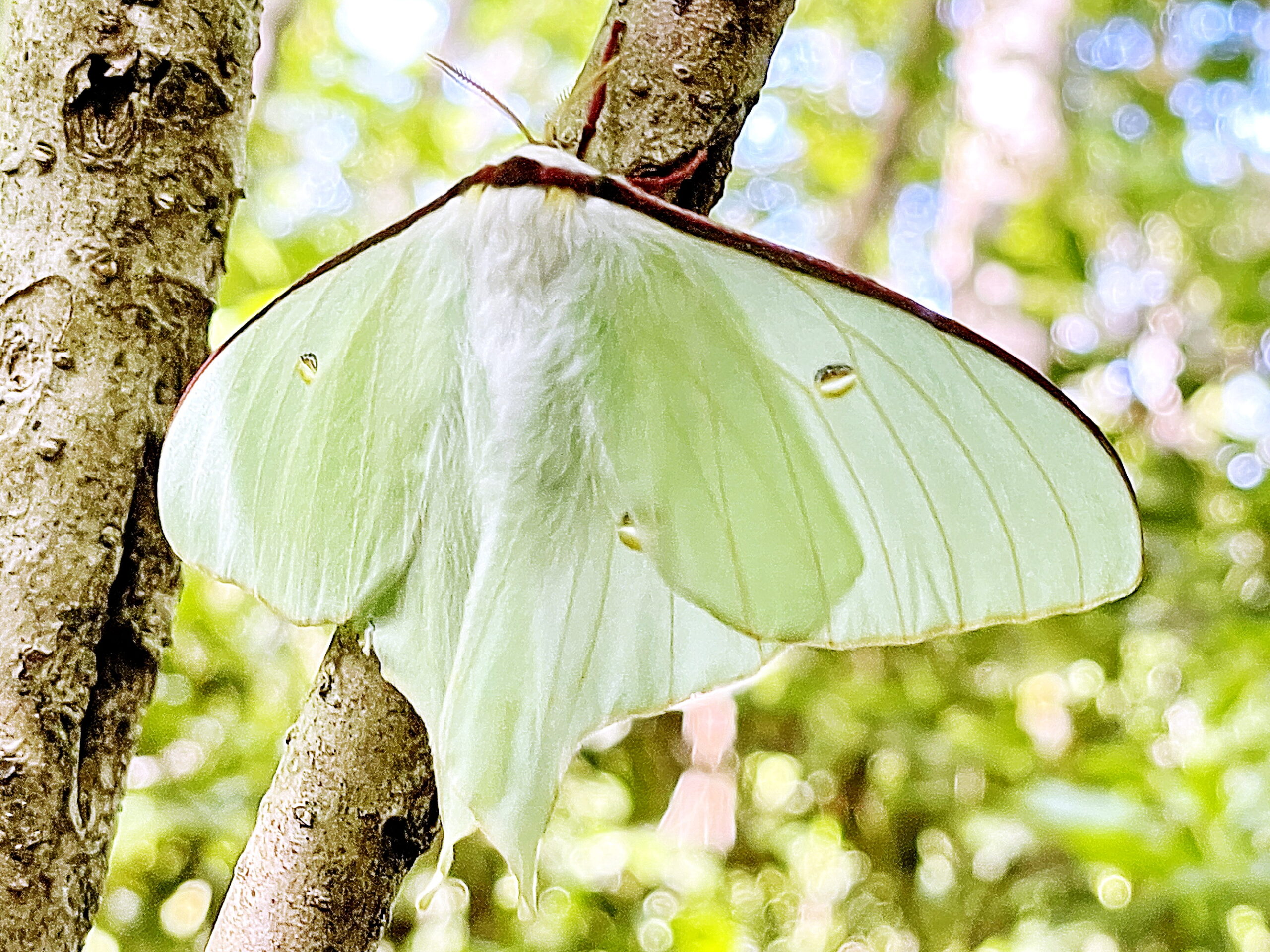 ヤママユガ科 オオミズアオ 大水青 奥行き1mの果樹園 ヤママユガ科 オオミズアオ 大水青 奥行き1mの果樹園