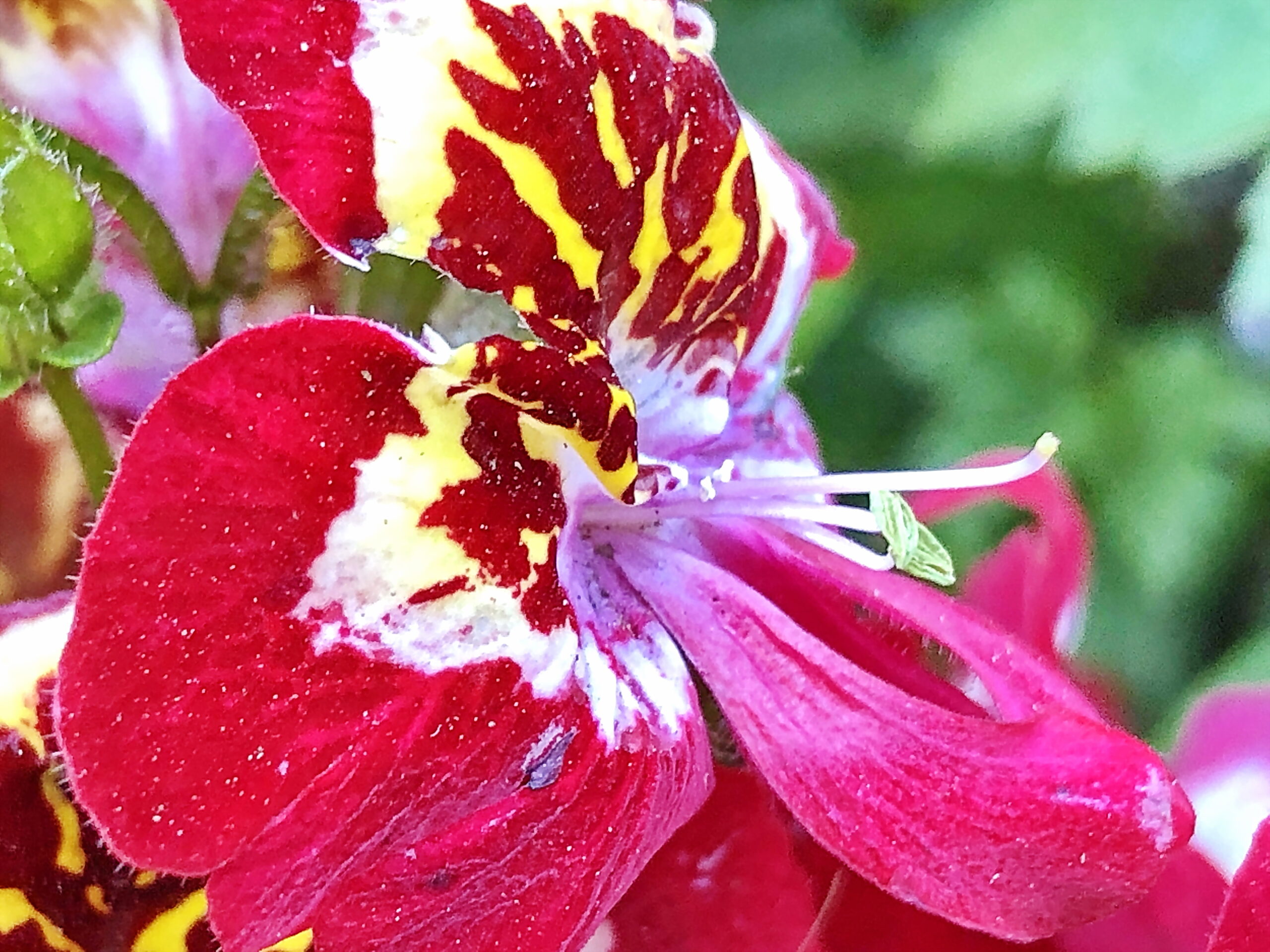 シザンサス ナス科 シザンサス属 コチョウソウ 胡蝶草 ムレコチョウ 群胡蝶 バタフライフラワー 1年草