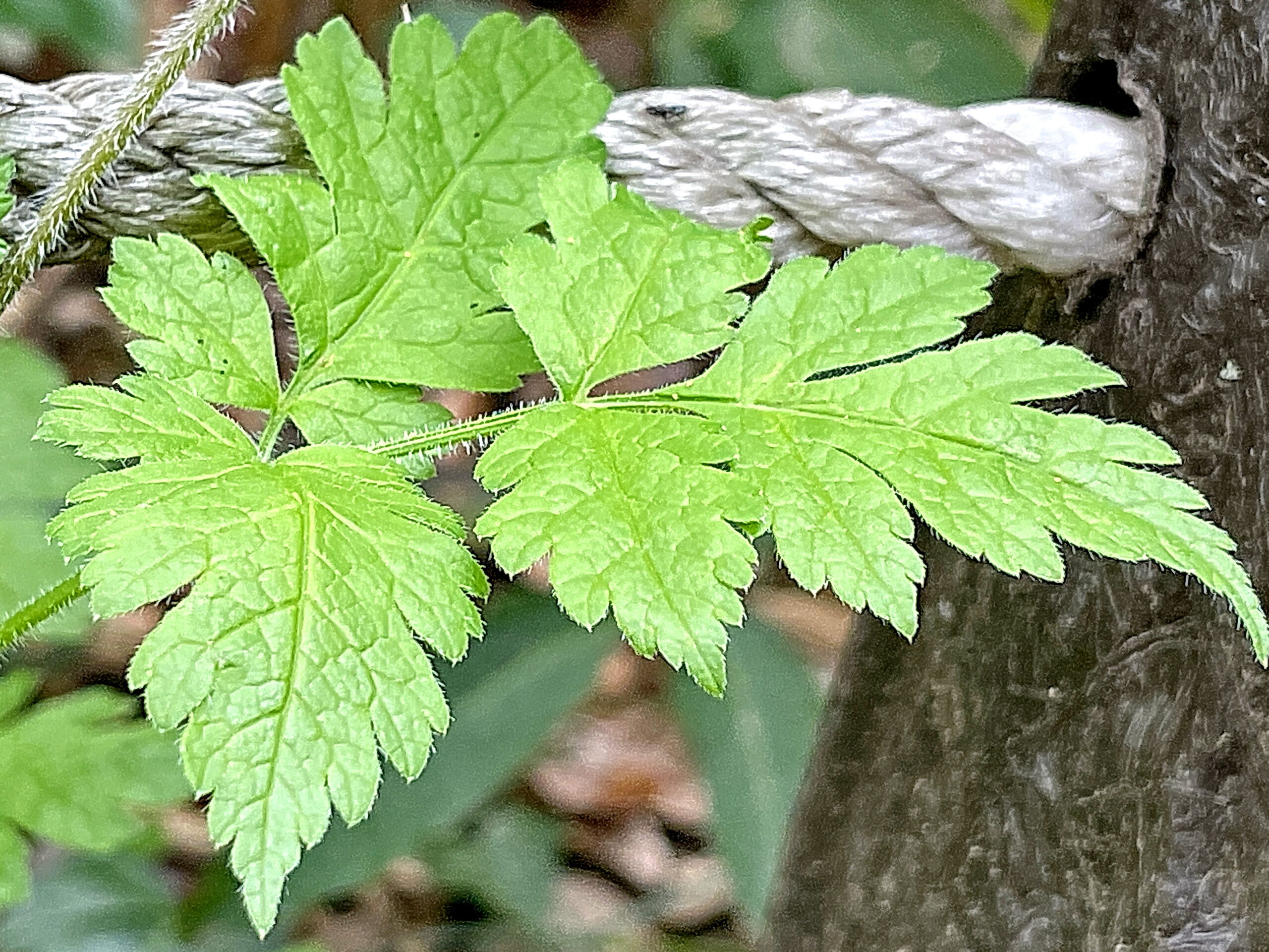 セリ科 ヤブニンジン 藪人参 奥行き１ｍの果樹園