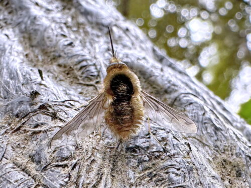 ビロウドツリアブ♂