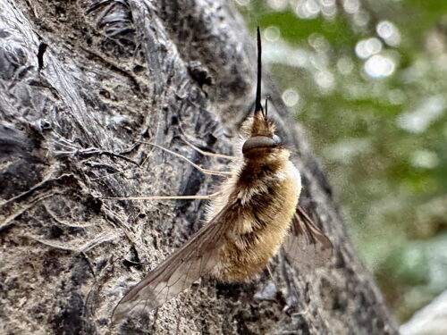 ビロウドツリアブ♂