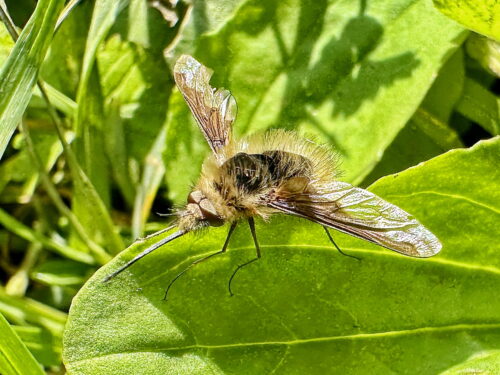 ビロウドツリアブ♂