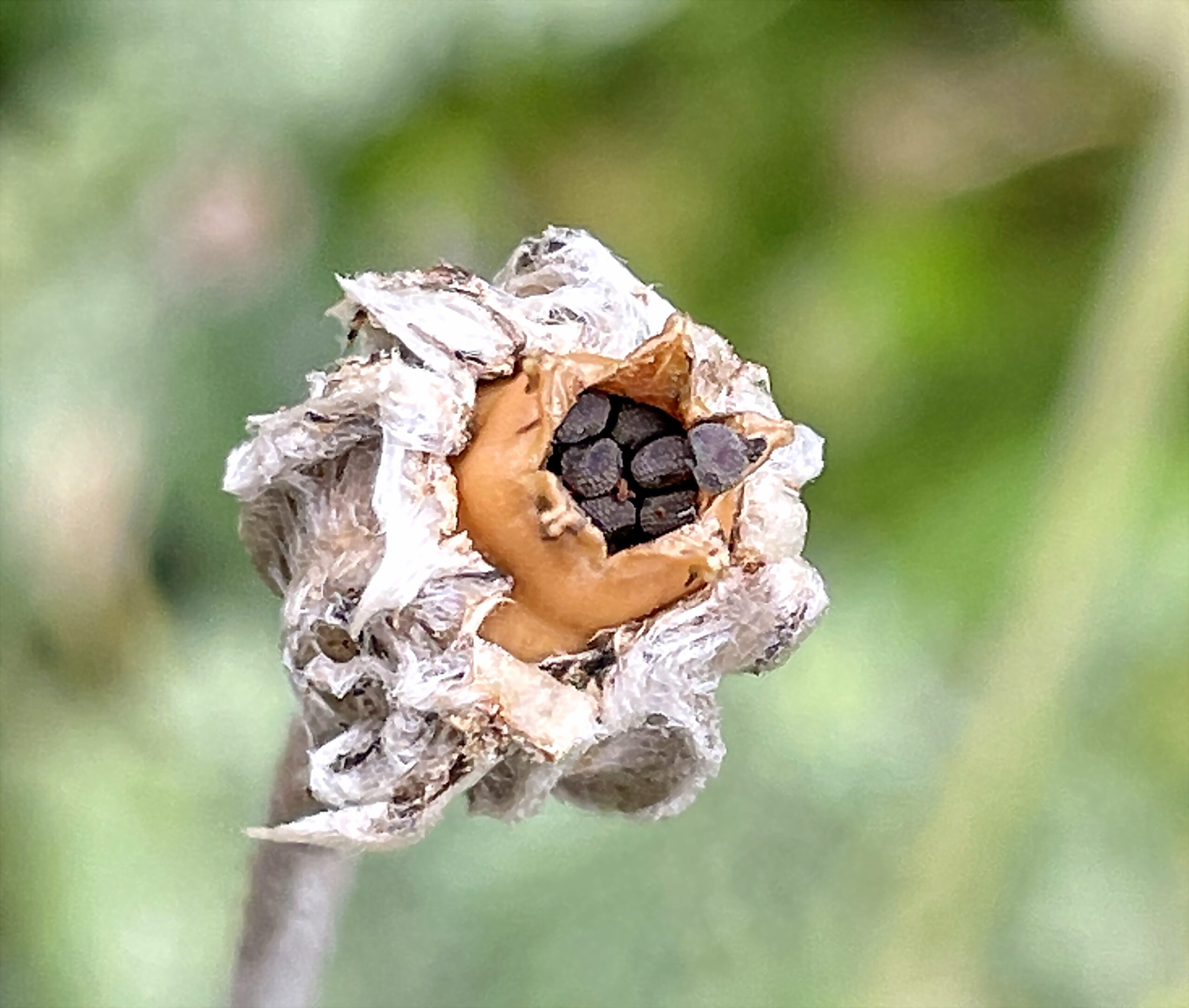 ナデシコ科 スイセンノウ リクニス コロナリア 奥行き１ｍの果樹園