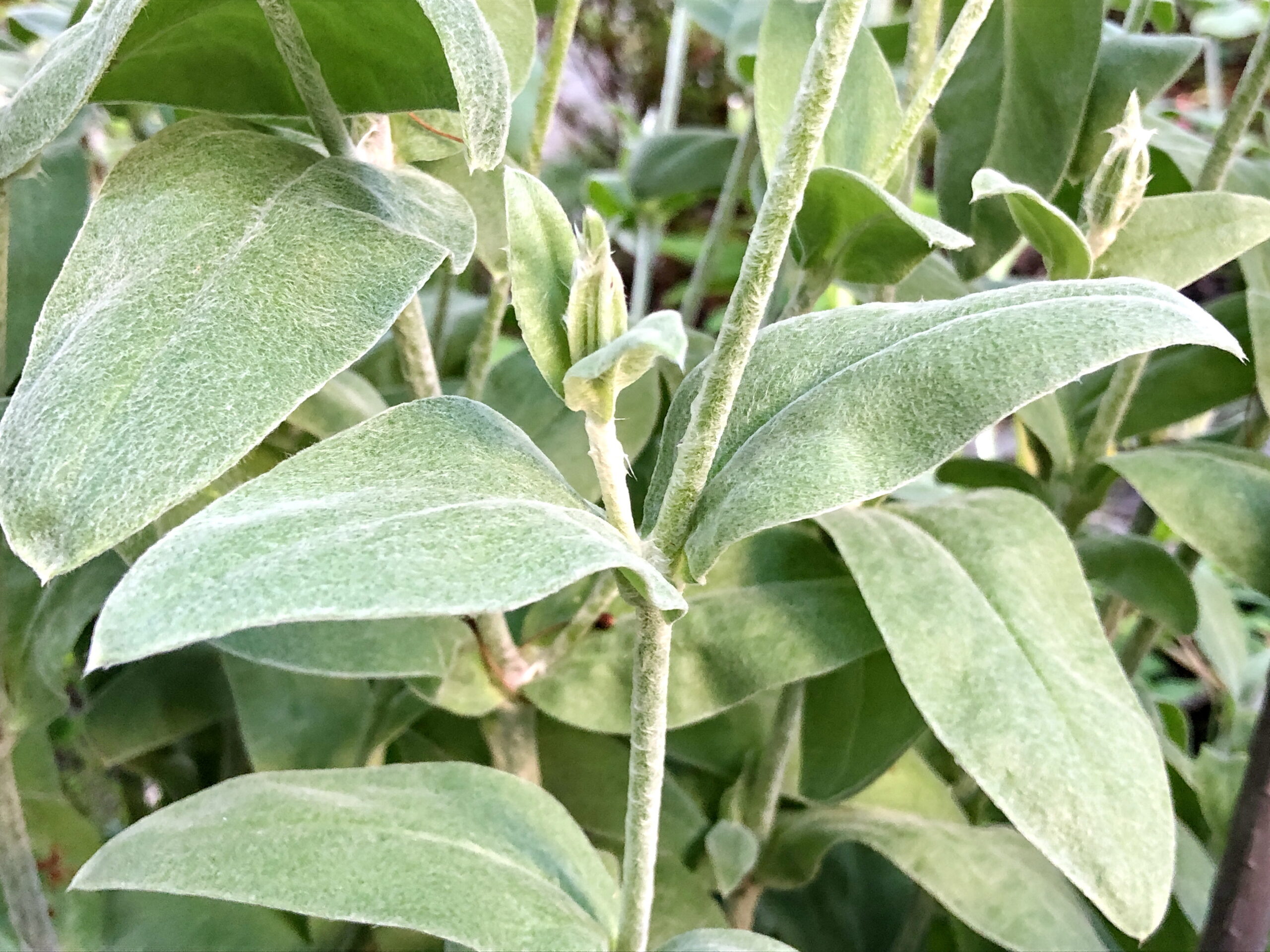 ナデシコ科 スイセンノウ リクニス コロナリア 奥行き１ｍの果樹園