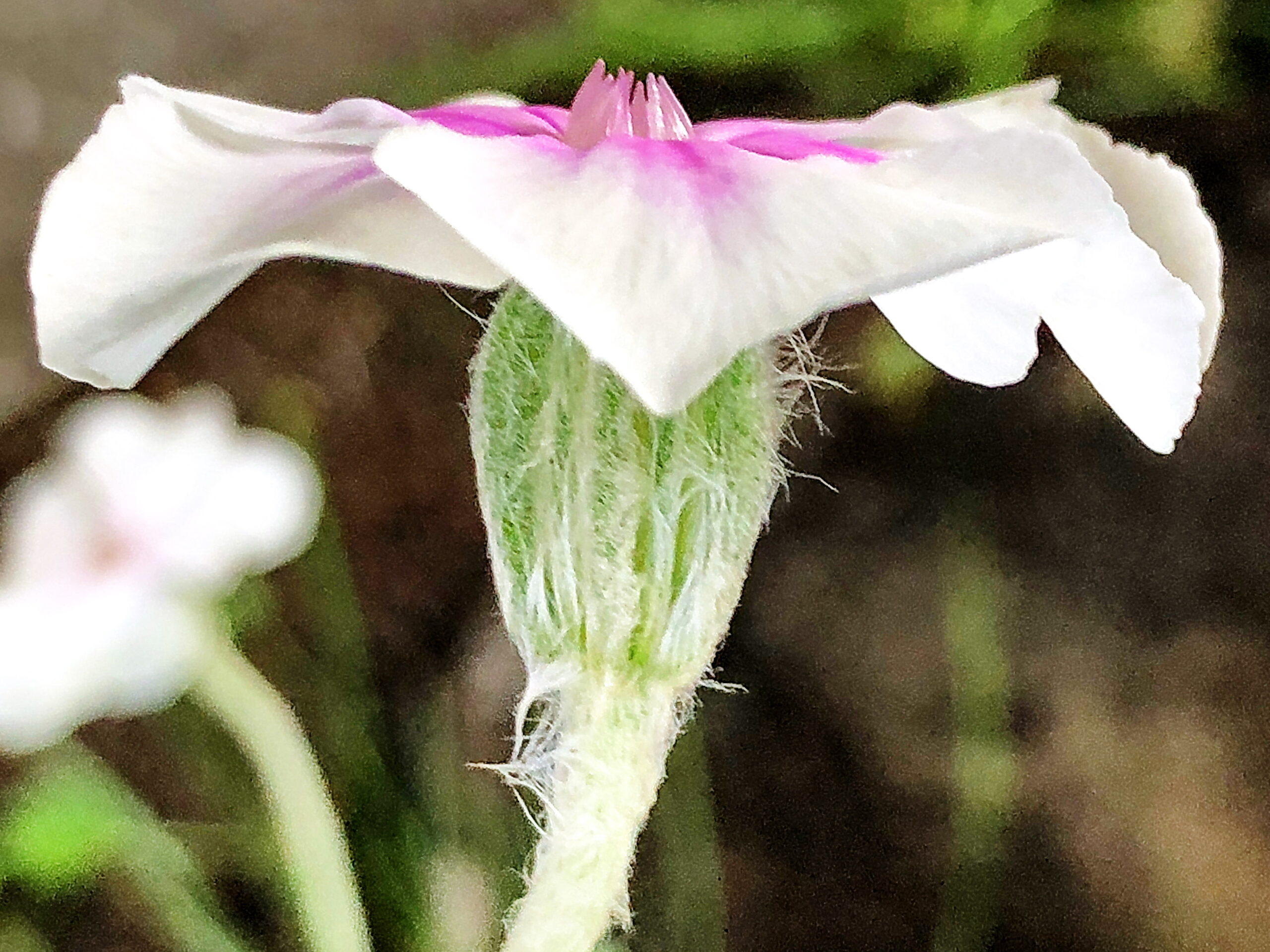 ナデシコ科 スイセンノウ リクニス コロナリア 奥行き１ｍの果樹園