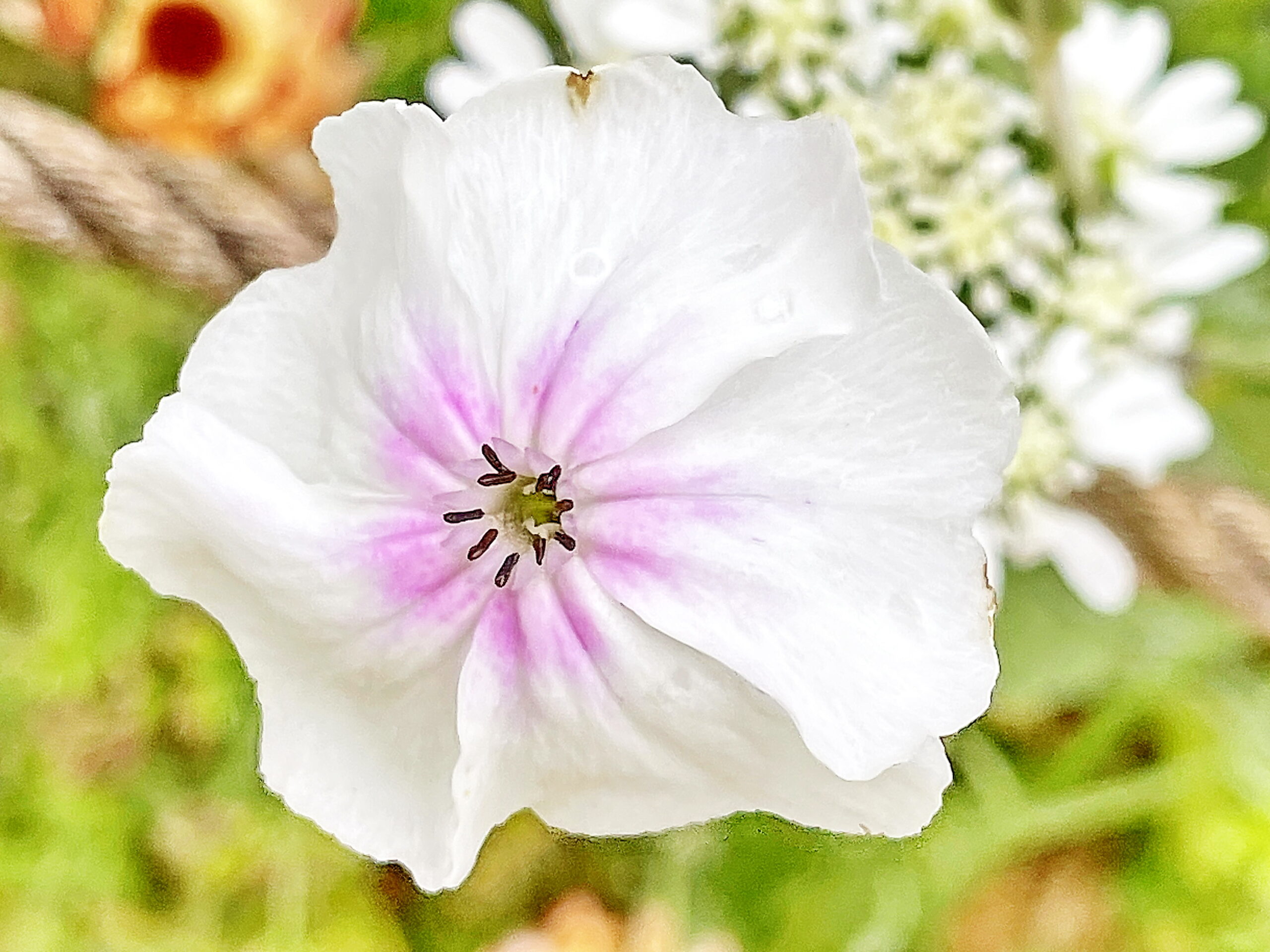 ナデシコ科 スイセンノウ リクニス コロナリア 奥行き１ｍの果樹園