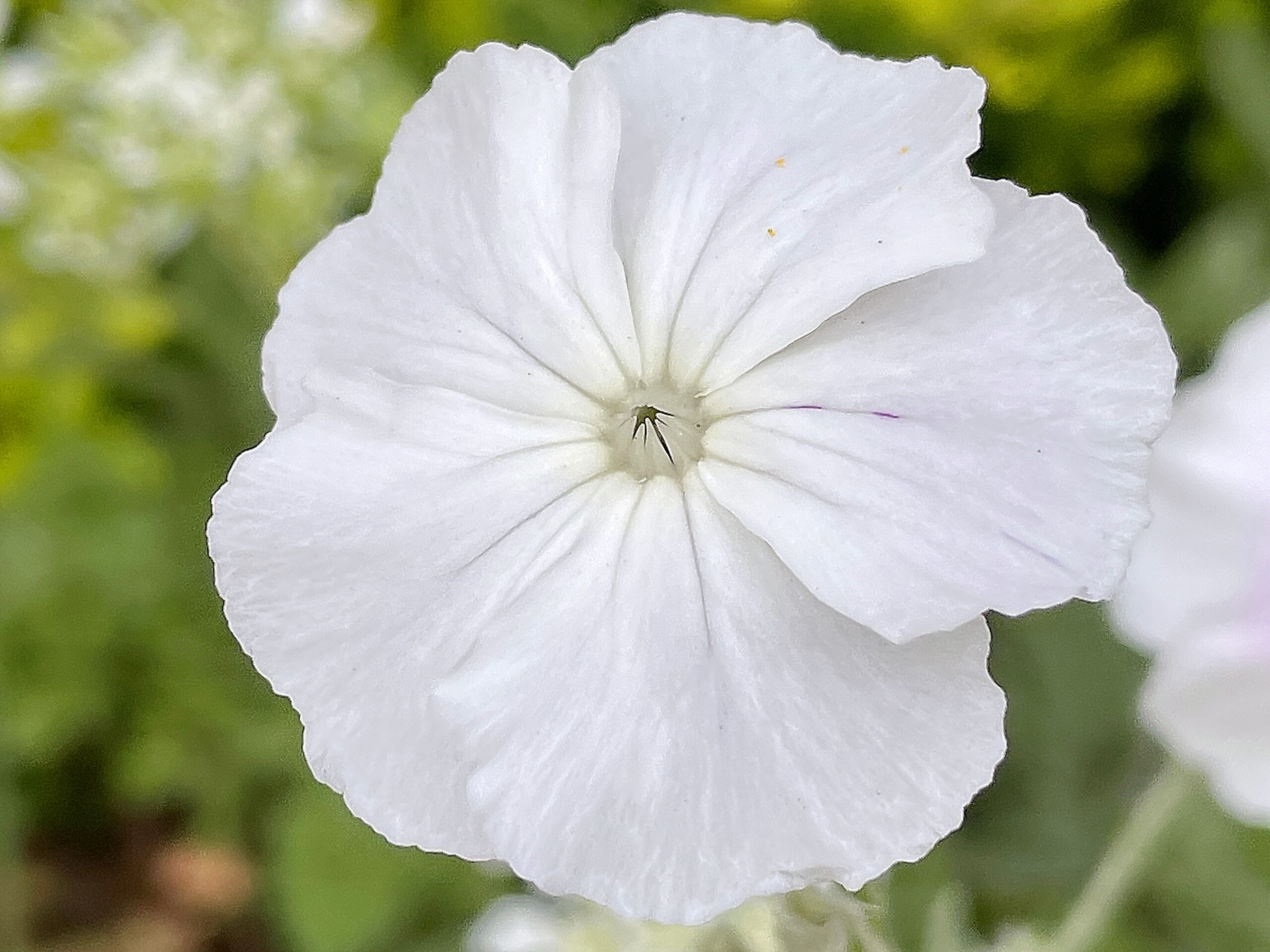 ナデシコ科 スイセンノウ リクニス コロナリア 奥行き１ｍの果樹園