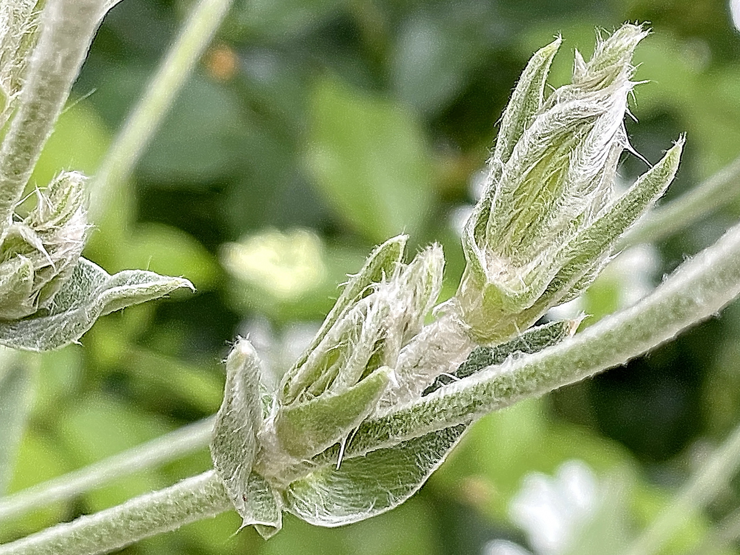 ナデシコ科 スイセンノウ リクニス コロナリア 奥行き１ｍの果樹園