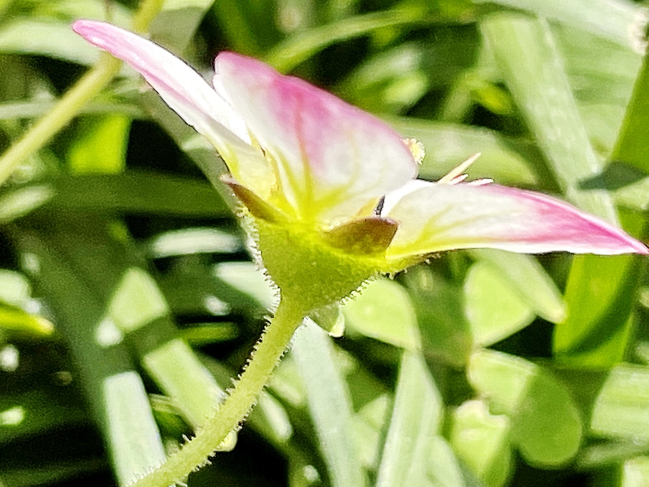 ユキノシタ科 セイヨウクモマグサ 西洋雲間草 奥行き１ｍの果樹園