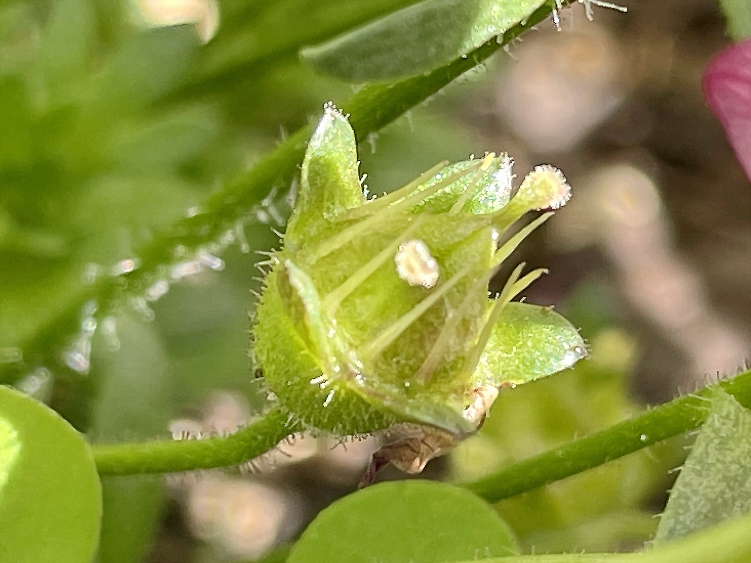 ユキノシタ科 セイヨウクモマグサ 西洋雲間草 奥行き１ｍの果樹園