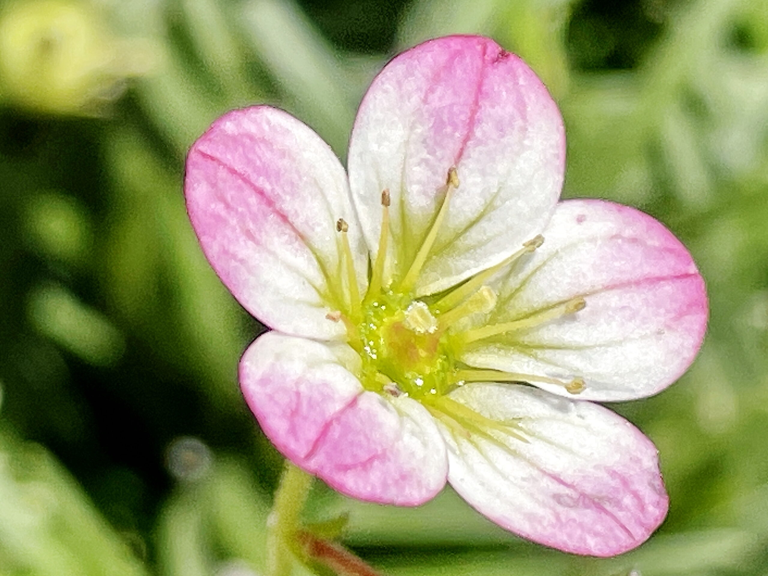 ユキノシタ科 セイヨウクモマグサ 西洋雲間草 奥行き１ｍの果樹園
