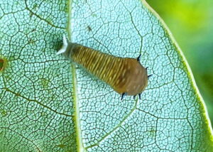 アオスジアゲハの２齢幼虫