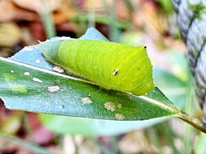 アオスジアゲハの終齢幼虫