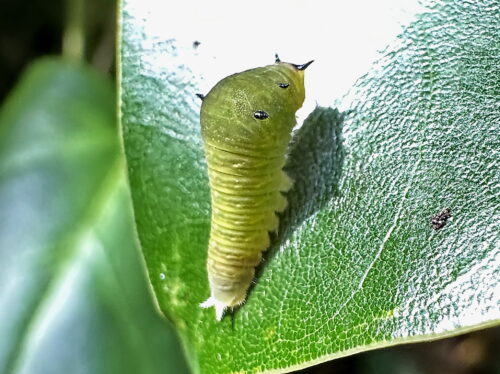 アオスジアゲハ２齢幼虫の３齢幼虫