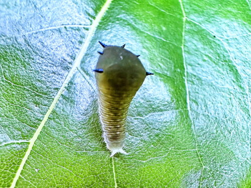 アオスジアゲハ２齢幼虫