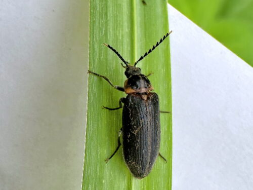 ヒゲナガハナノミ♀