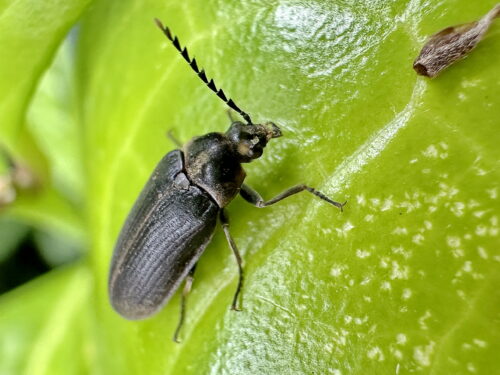 ヒゲナガハナノミ♀