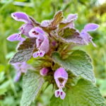 ヒメオドリコソウ